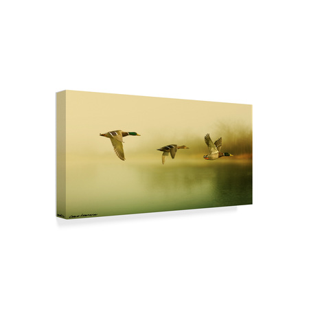 Trademark Fine Art Carlos Casamayor 'Ducks Flying' Canvas Art, 24x47 ALI40541-C2447GG